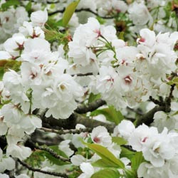 Japanese Flowering Cherries, Prunus pendula, Prunus sargentii, Prunus serrulata, Prunus x yedoensis, Prunus x subhirtella, Spring clowers, Cherry blossoms